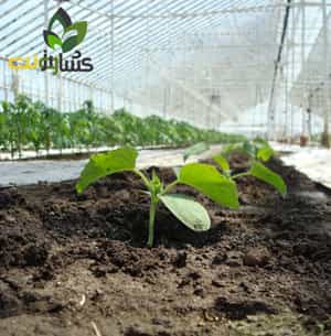 خاک کمپوست آماده گلخانه ای باغ کالا