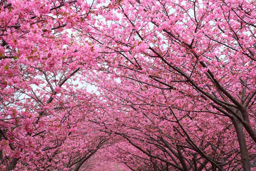 Cherry Blossom-تصویر-0